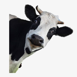 Meet your Posher, Cory